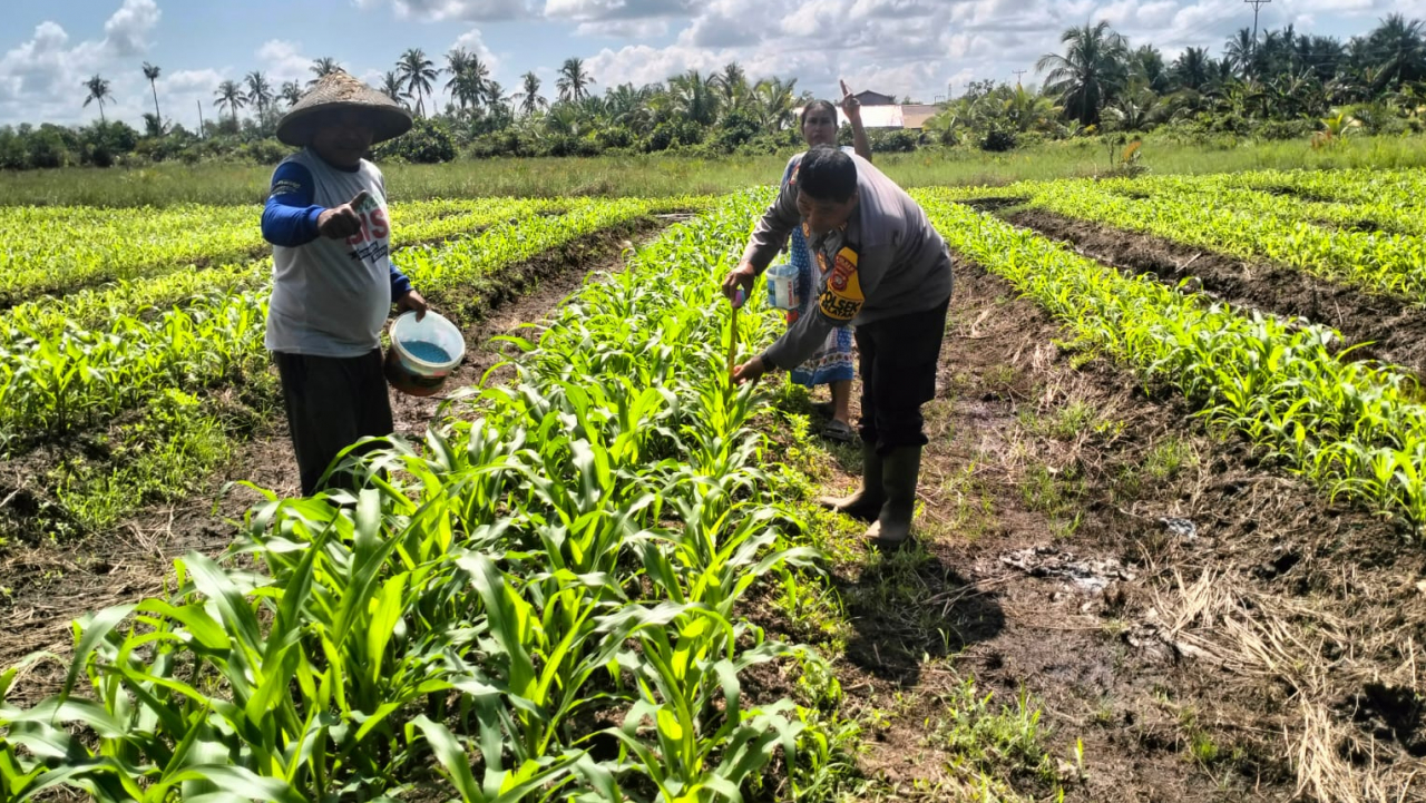 Kapolsek Matan Hilir Selatan Cek Tanaman Jagung Hibrida Poktan Gaya Baru di Desa Sungai Pelang