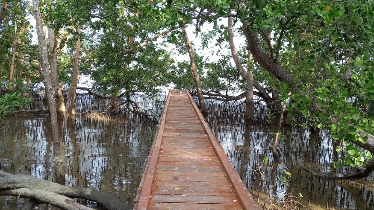 Wisata Mangrove Sungai Bakau