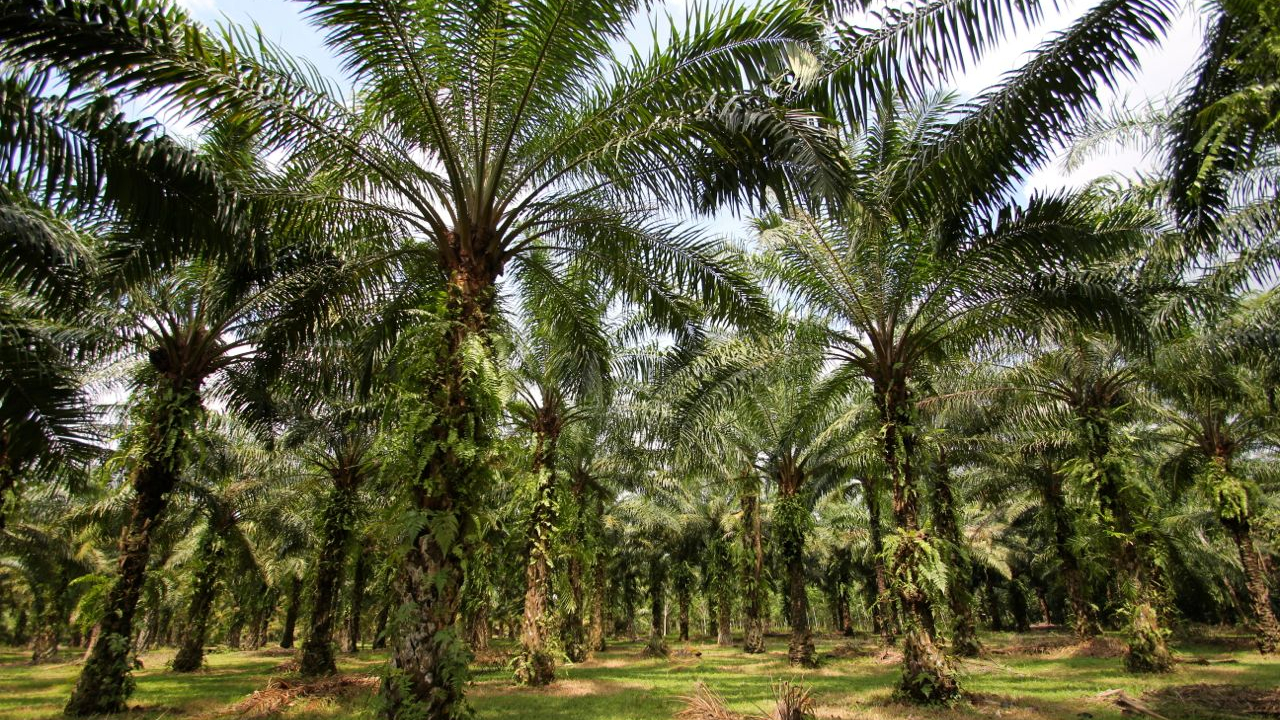 Pertanian dan Perkebunan