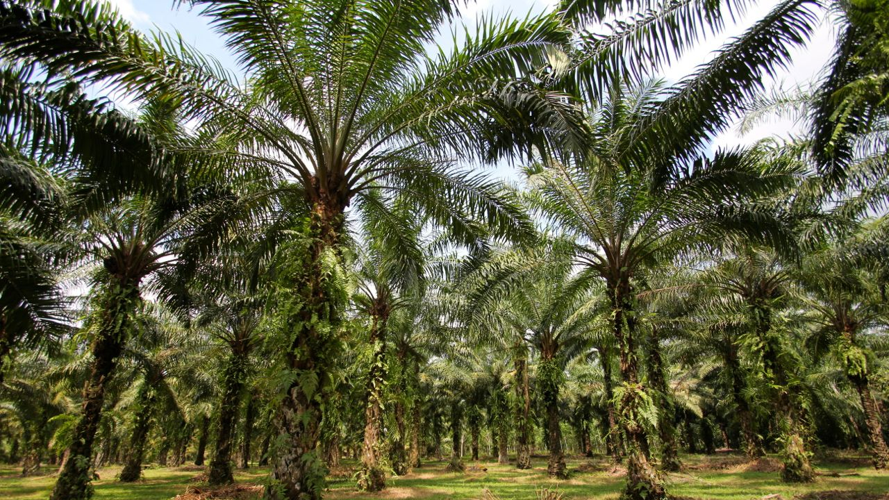 Agrowisata Perkebunan Rakyat