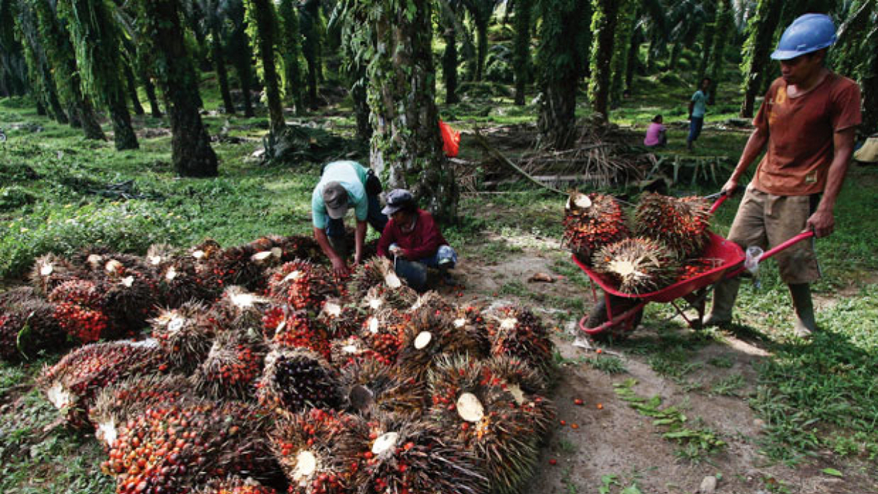 Pertanian dan Perkebunan Kelapa Sawit