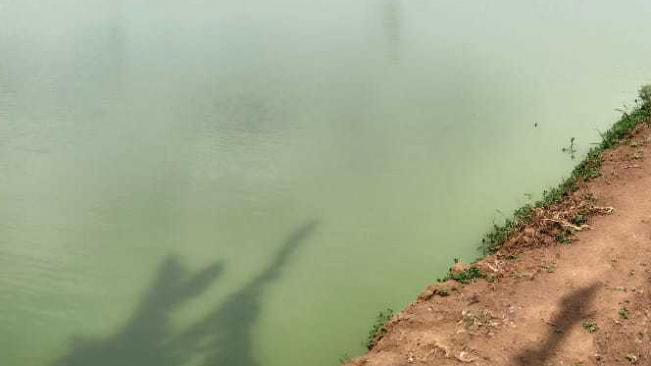 Budidaya Bibit Ikan
