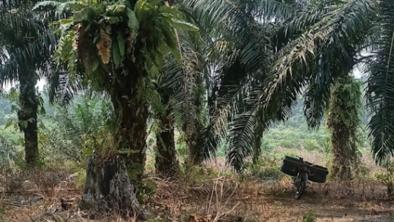 Kelapa Sawit