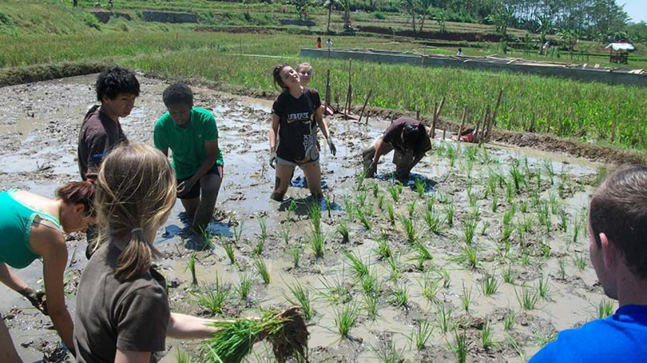 Agro & Edukasi Tanaman Lokal