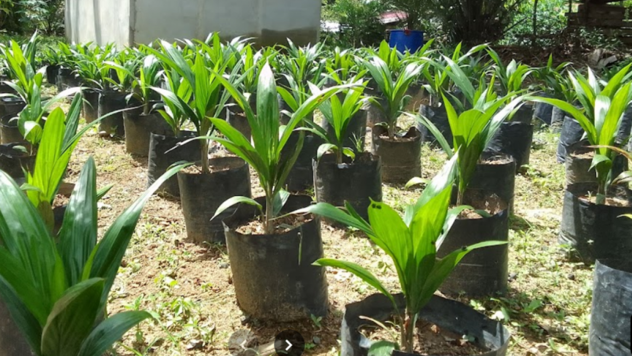 Bibit Sawit