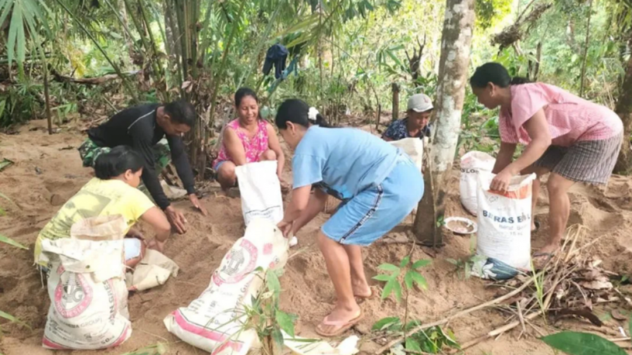 Sertu Samsul bantu warga panen kelapa sawit