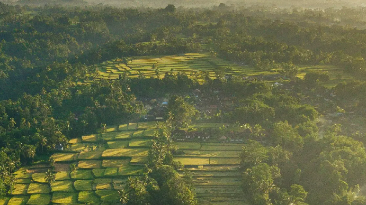 Kisah Sukses Petani di Desa Beringin Rayo