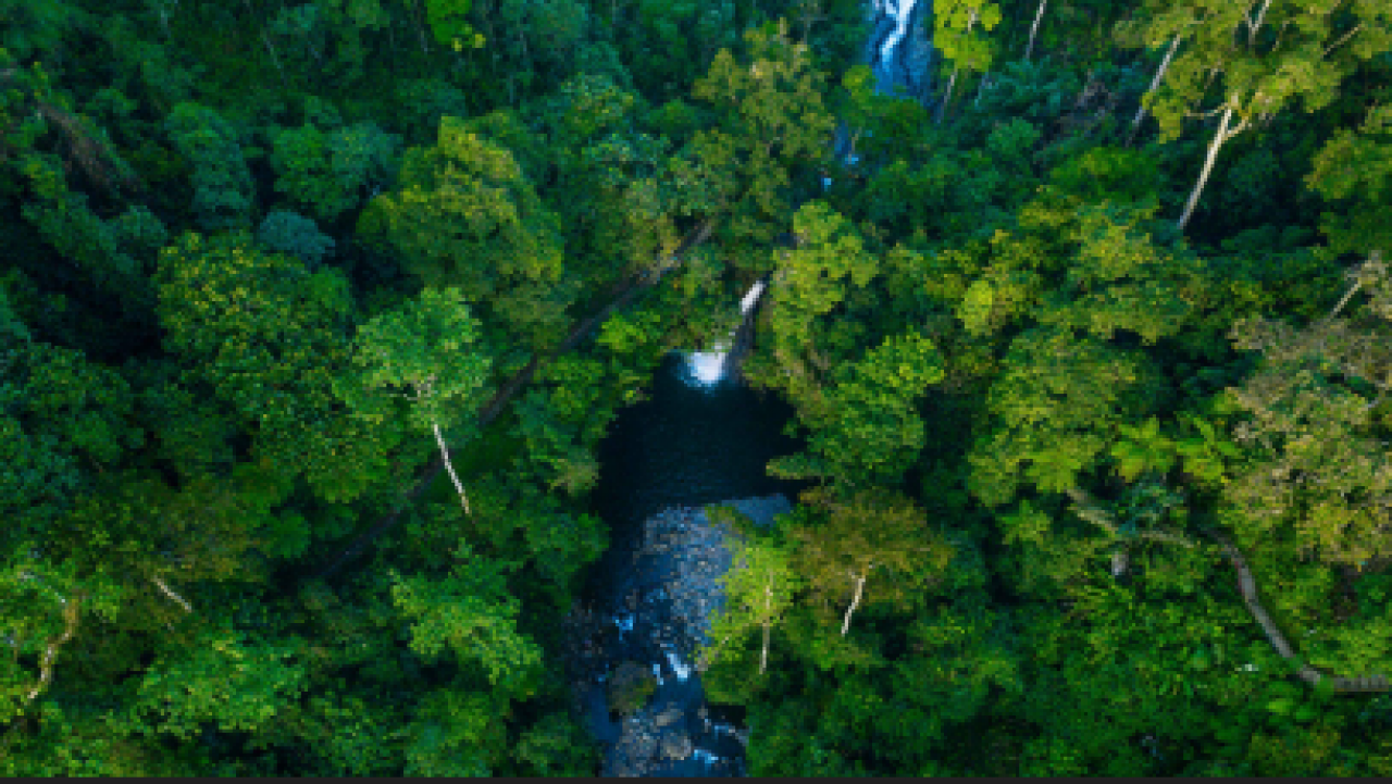 Kawasan Hutan yang Luas
