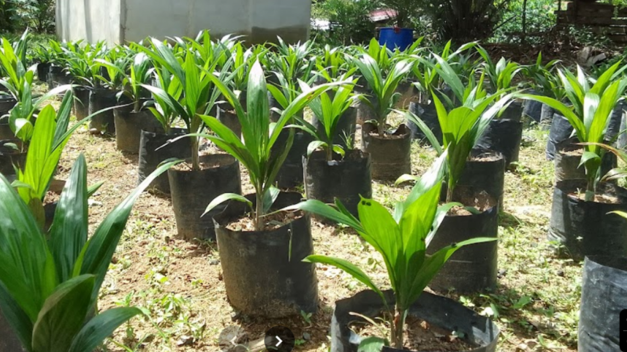 Bibit Sawit