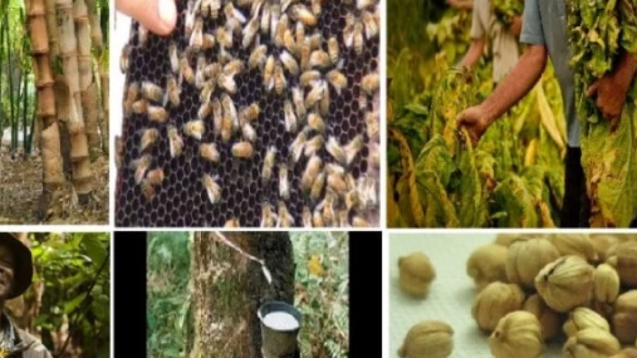 Hasil Hutan dan Produk Non-Kayu