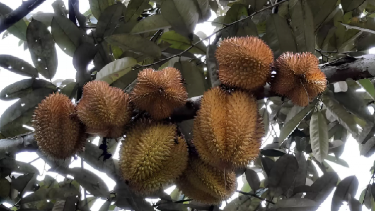 Buah-buahan