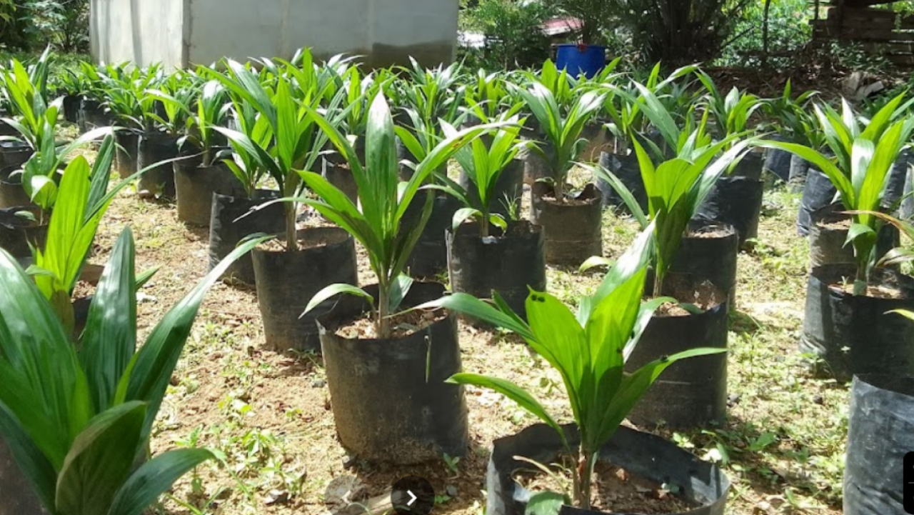 Bibit Sawit