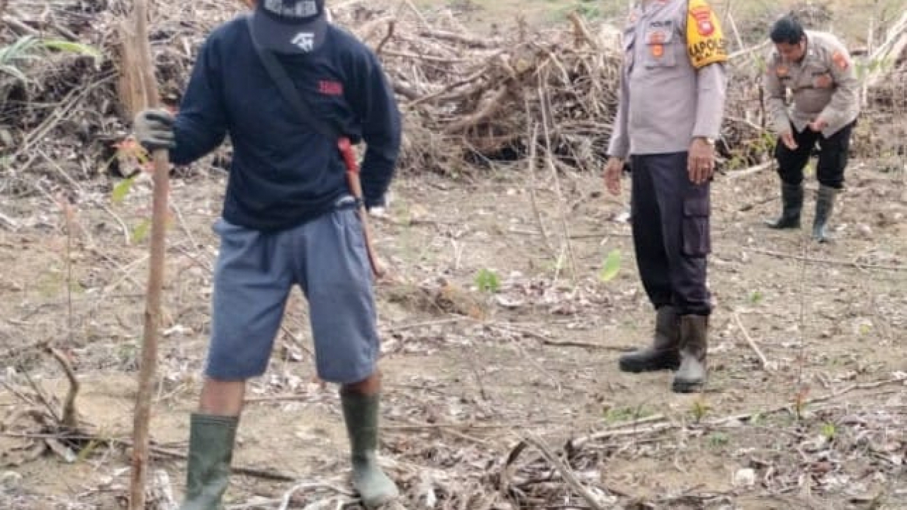 Kapolsek Jelai Hulu dan Poktan Periangan Tanam Jagung Hibrida, Dorong Ketahanan Pangan di Ketapang