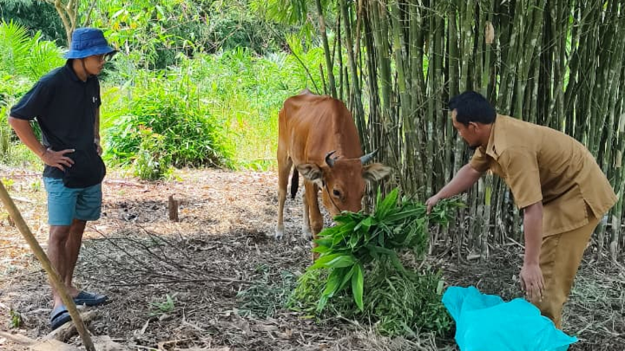 Perternakan Sapi Menjadi wujud implementasi Program Ketahan Pangan Desa