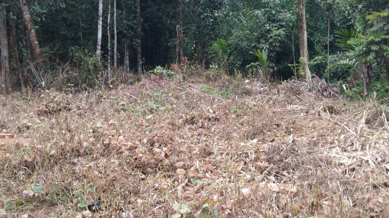hutan Desa