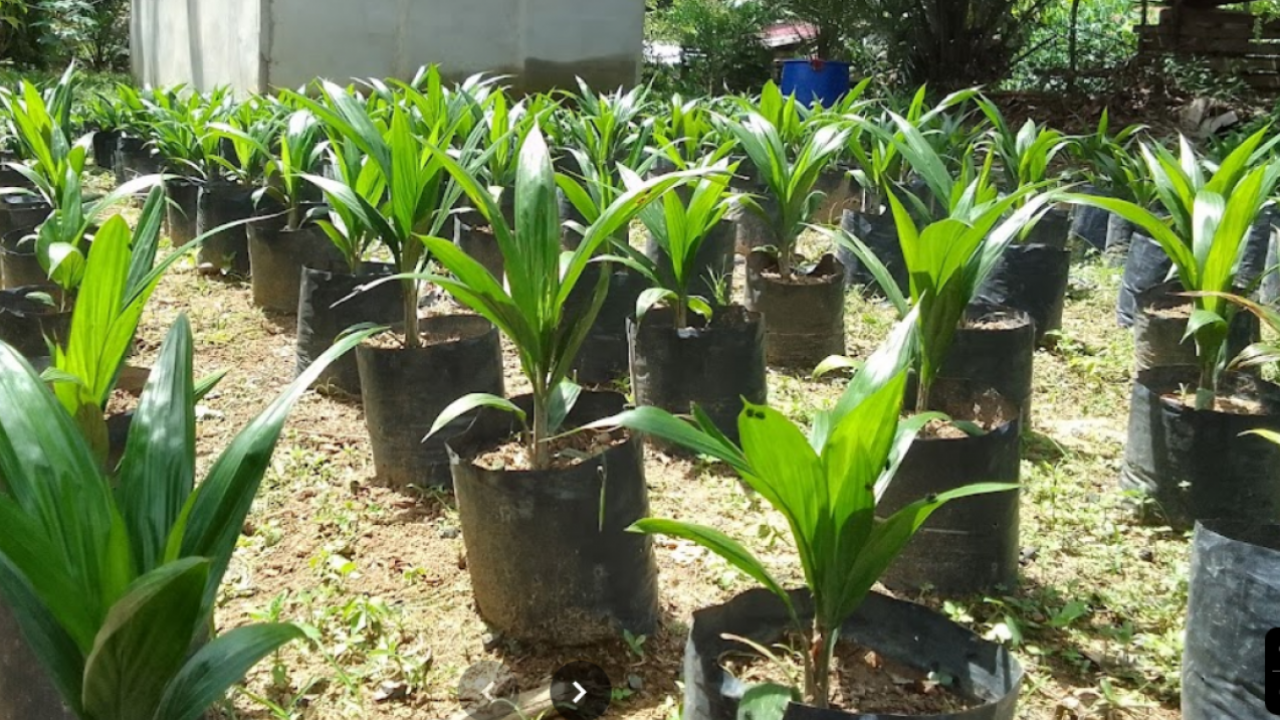 Bibit Sawit