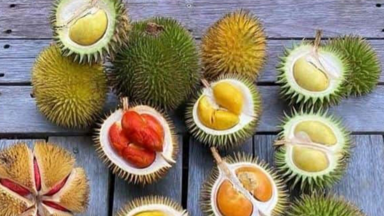 BERBAGAI JENIS DURIAN