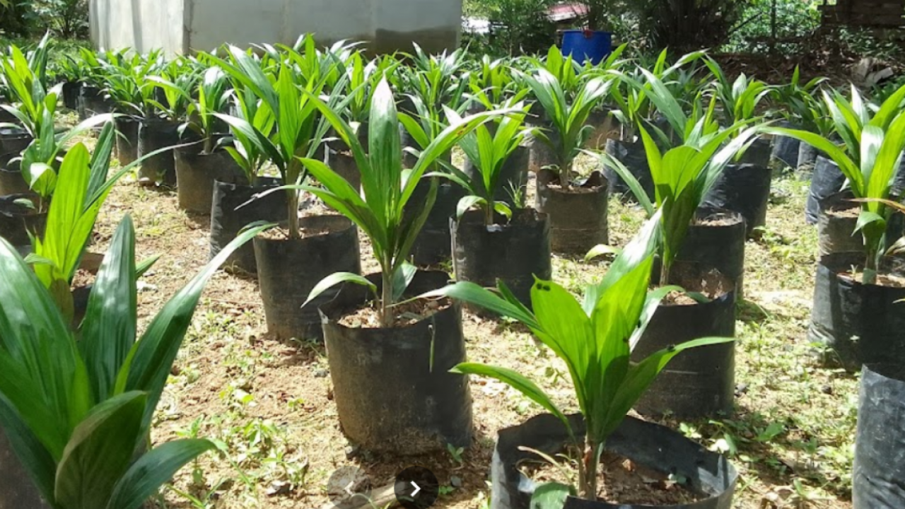 Bibit Sawit