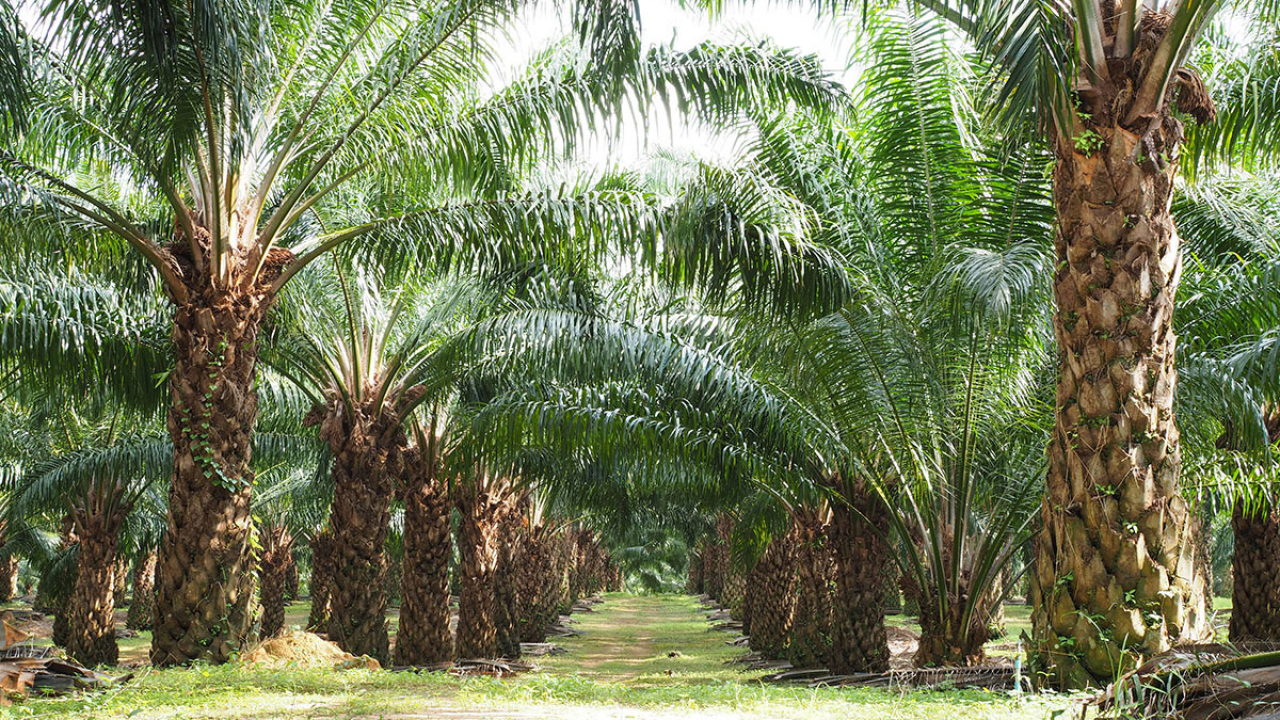 Perkebunan