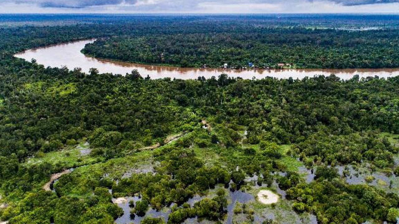 Kawasan Hutan Gambut dan Karbon