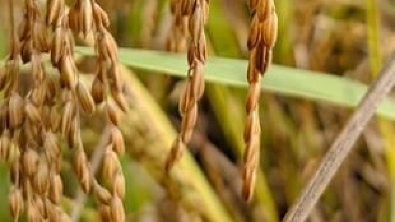 Potensi Pertanian Lahan Pesisir