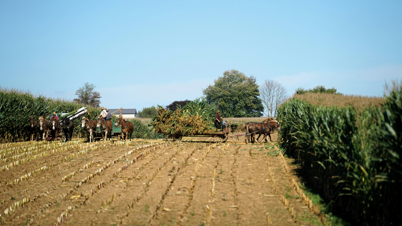 Potensi Pertanian dan Perkebunan