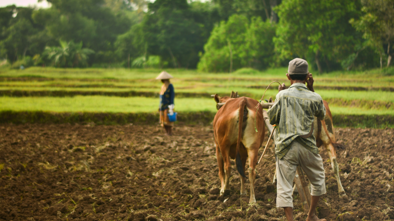 Agrowisata dan Edukasi Pertanian