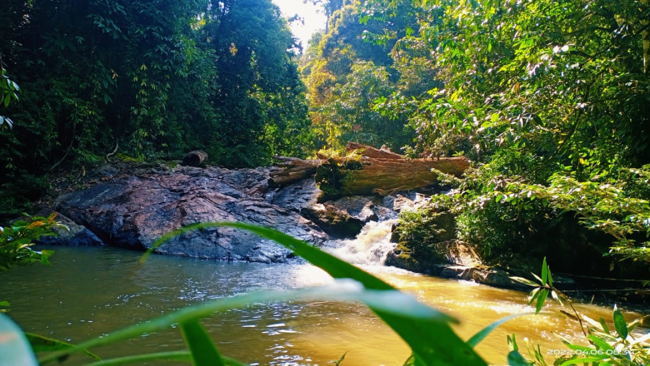 Sumber Daya Hutan yang Melimpah