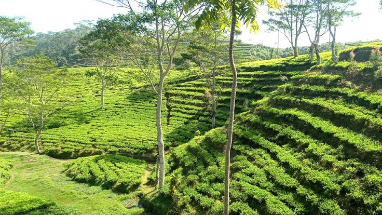Sumber Daya Alam dan Kehutanan