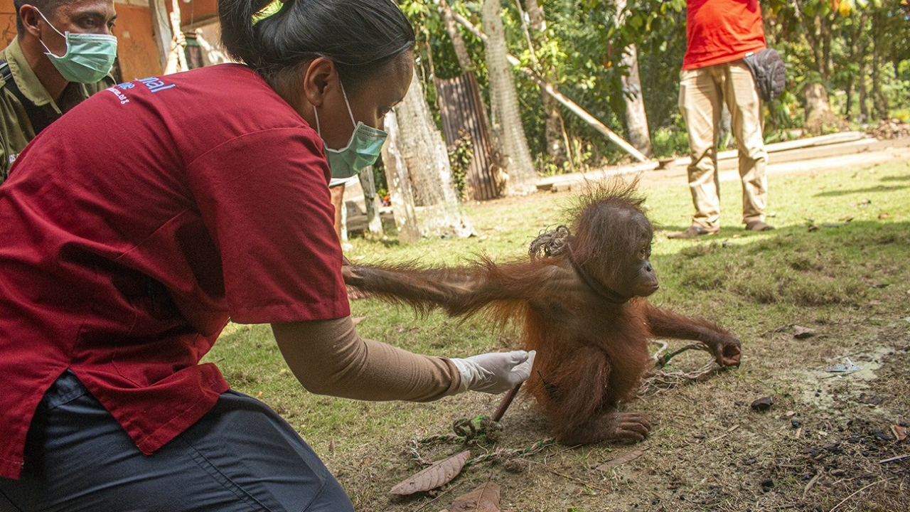 BKSDA Kalbar dan IAR Indonesia Selamatkan Bayi Orangutan di Hulu Sungai