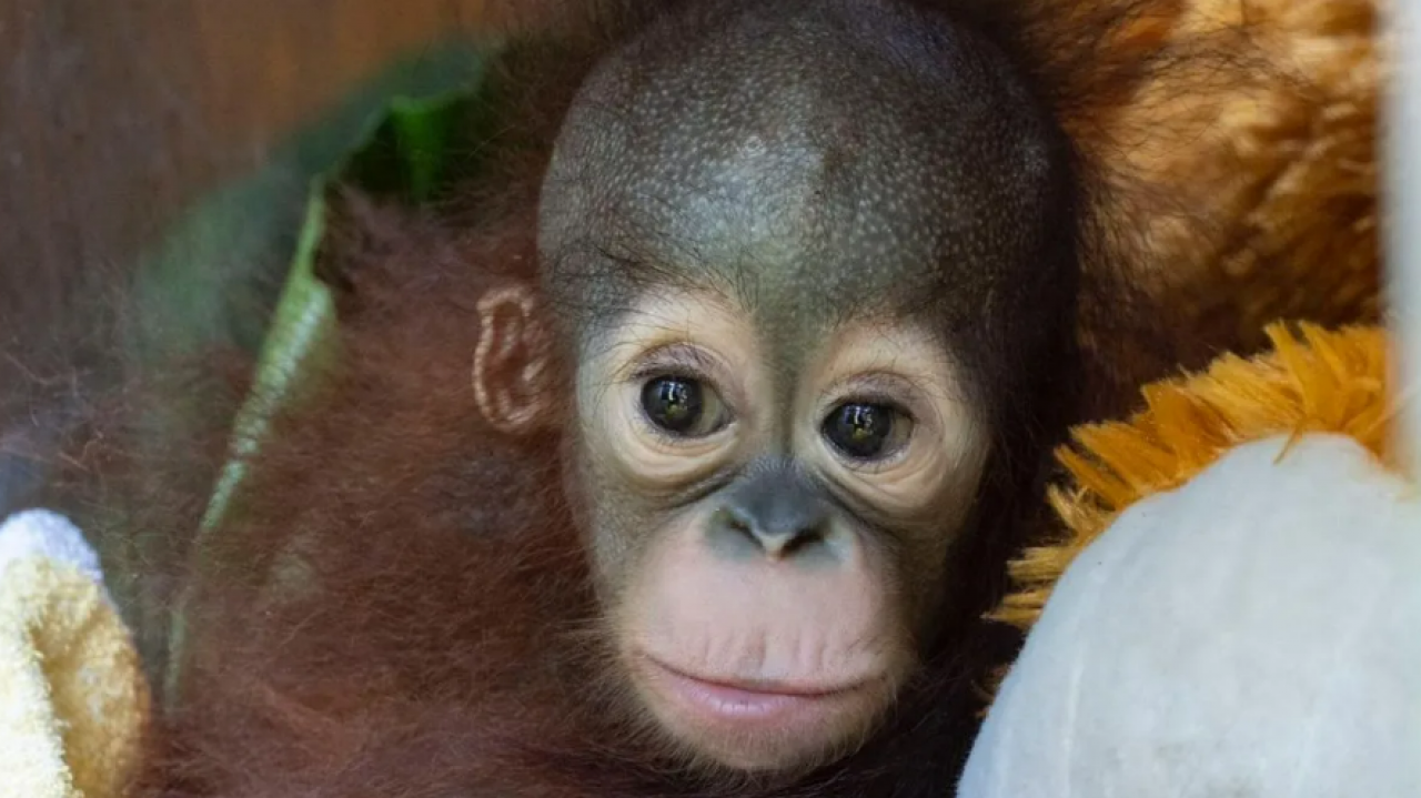 Bayi orang utan di Ketapang diselamatkan BKSDA Kalbar bersama IAR