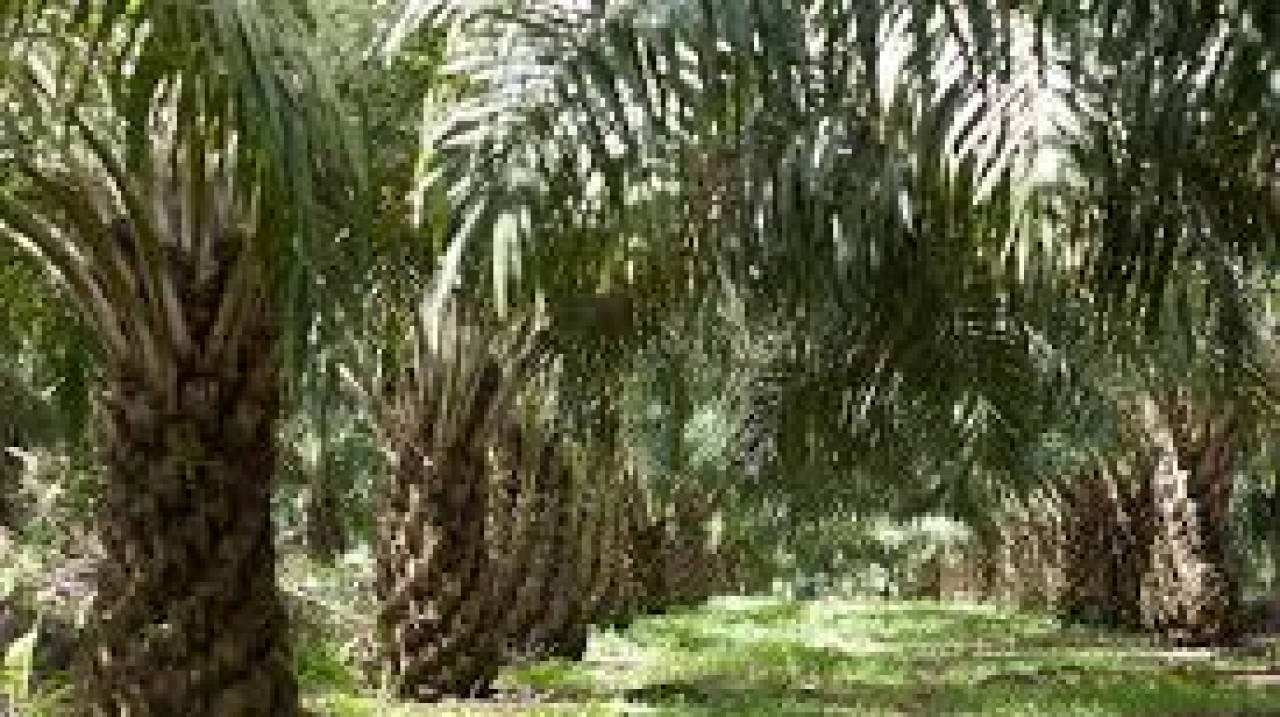 Pertanian dan Perkebunan