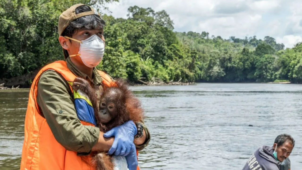 Petugas konservasi selamatkan bayi orangutan di Ketapang