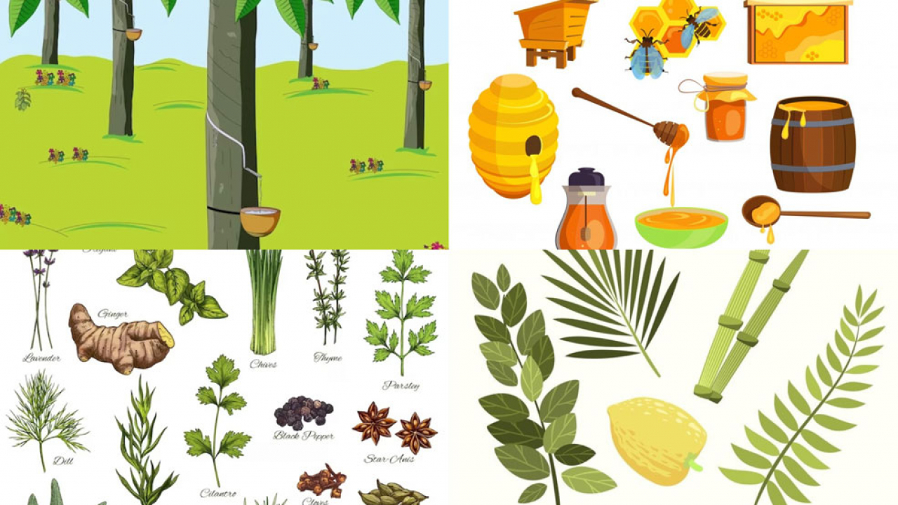 Hasil Hutan dan Produk Non-Kayu