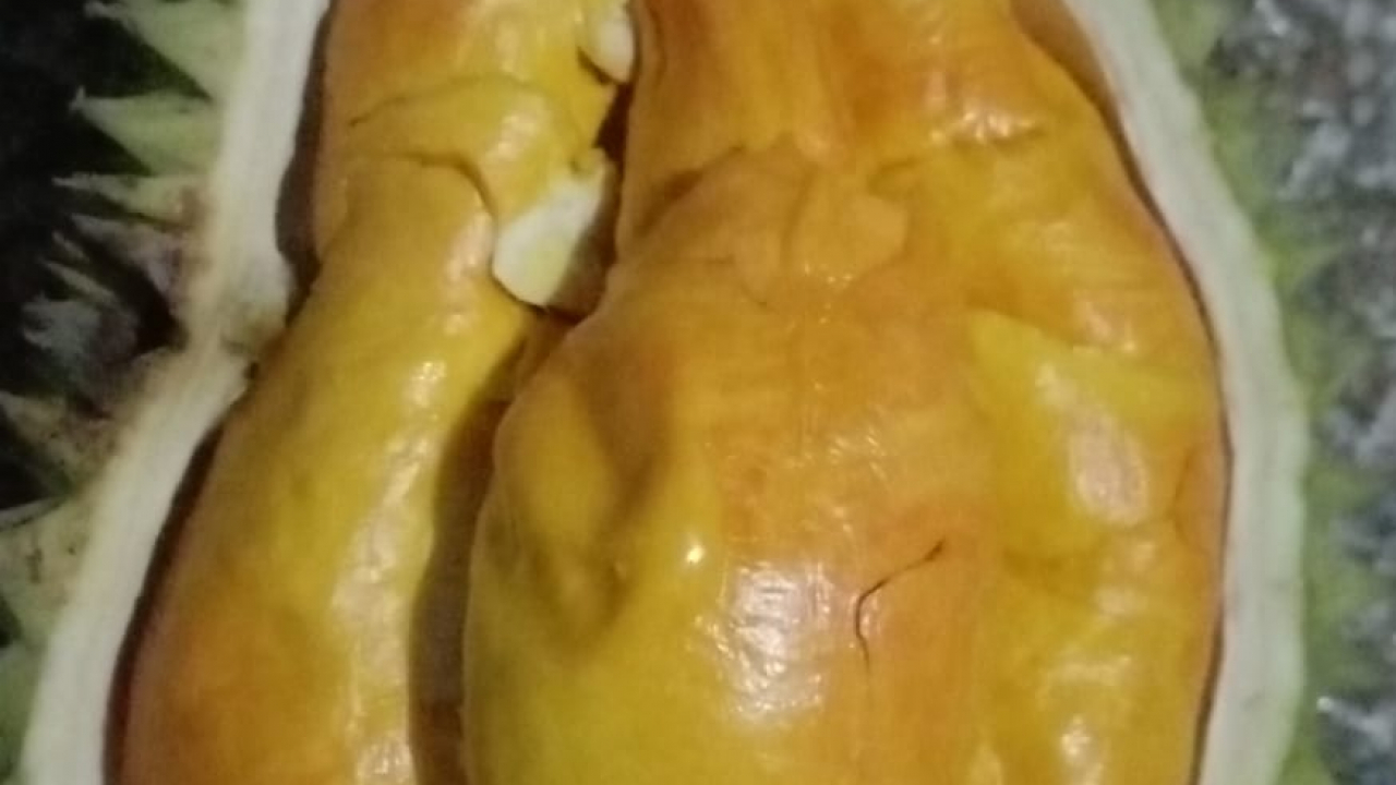 kampung durian dan buah buahan