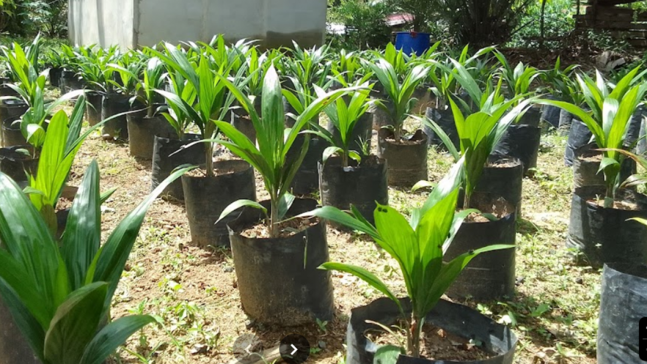 PERTANIAN DAN PERKEBUNAN PEMBIBITAN SAWIT