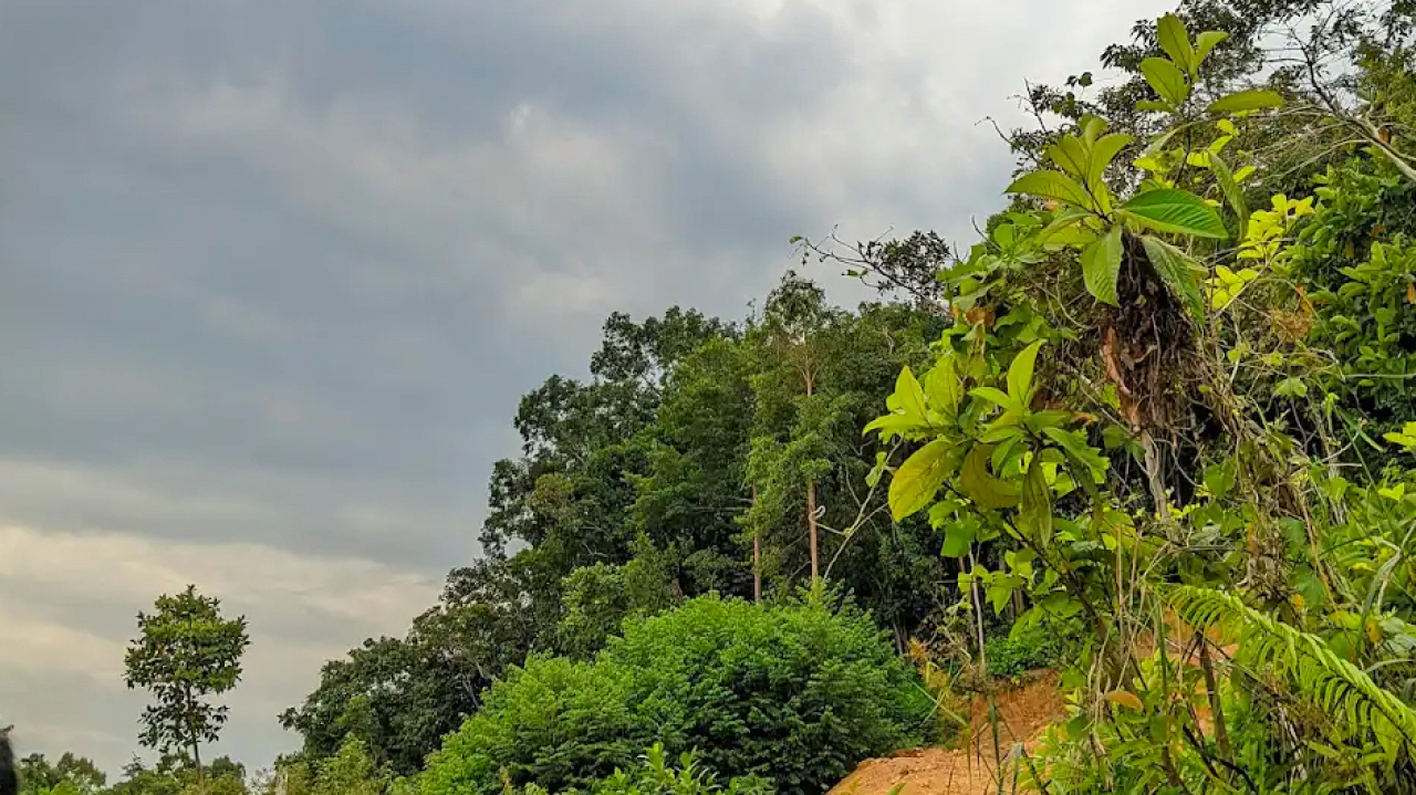 Bukit Mandai Punai