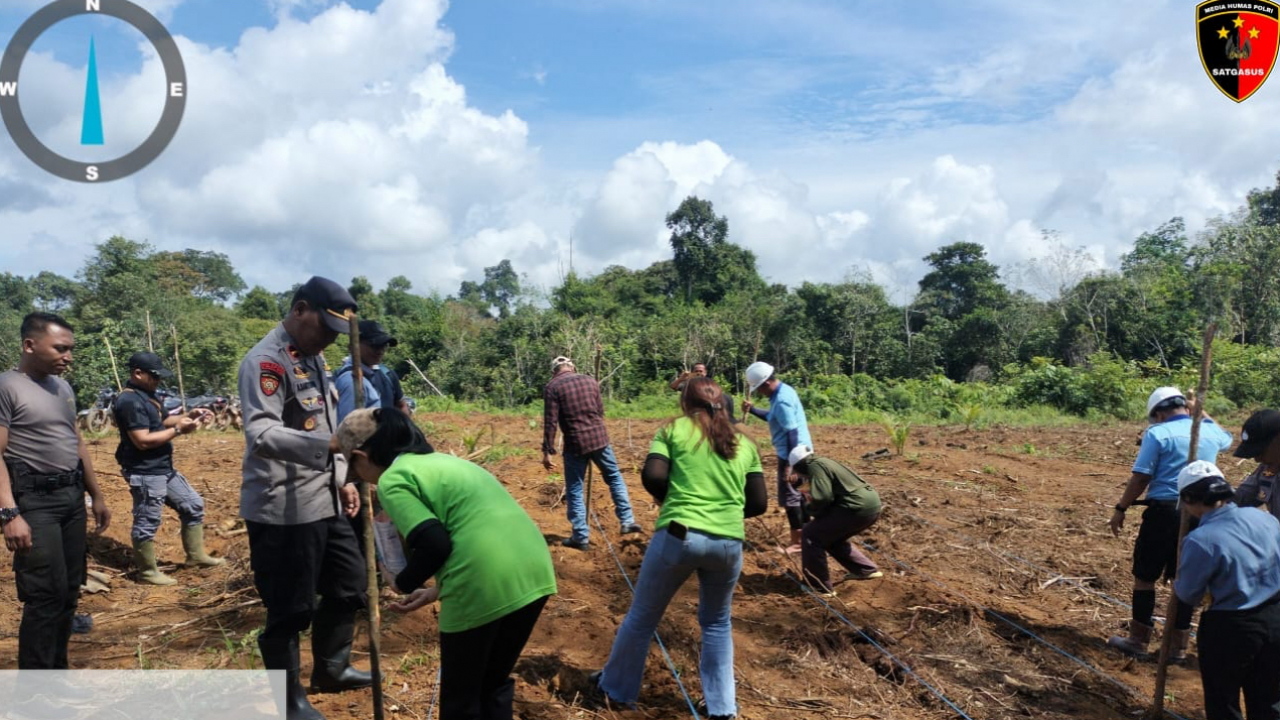 Tingkatkan Ketahanan Pangan Polsek Simpang Dua Bersama PT. MKS Laksanakan Penanaman Jagung Hibrida