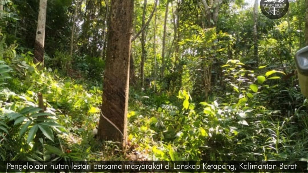 Pertanian dan Agroforestri Berkelanjutan