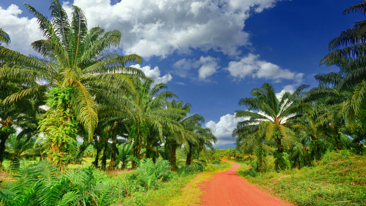 Hasil Hutan dan Produk Non-Kayu
