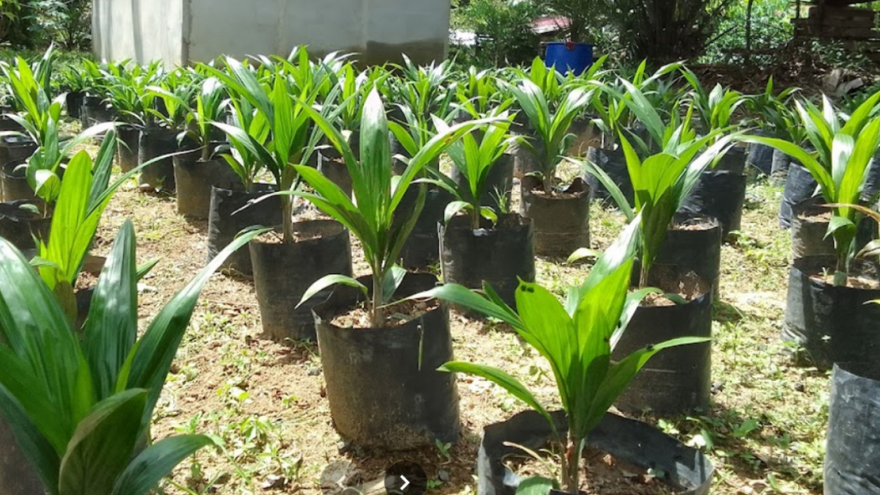 Bibit Sawit