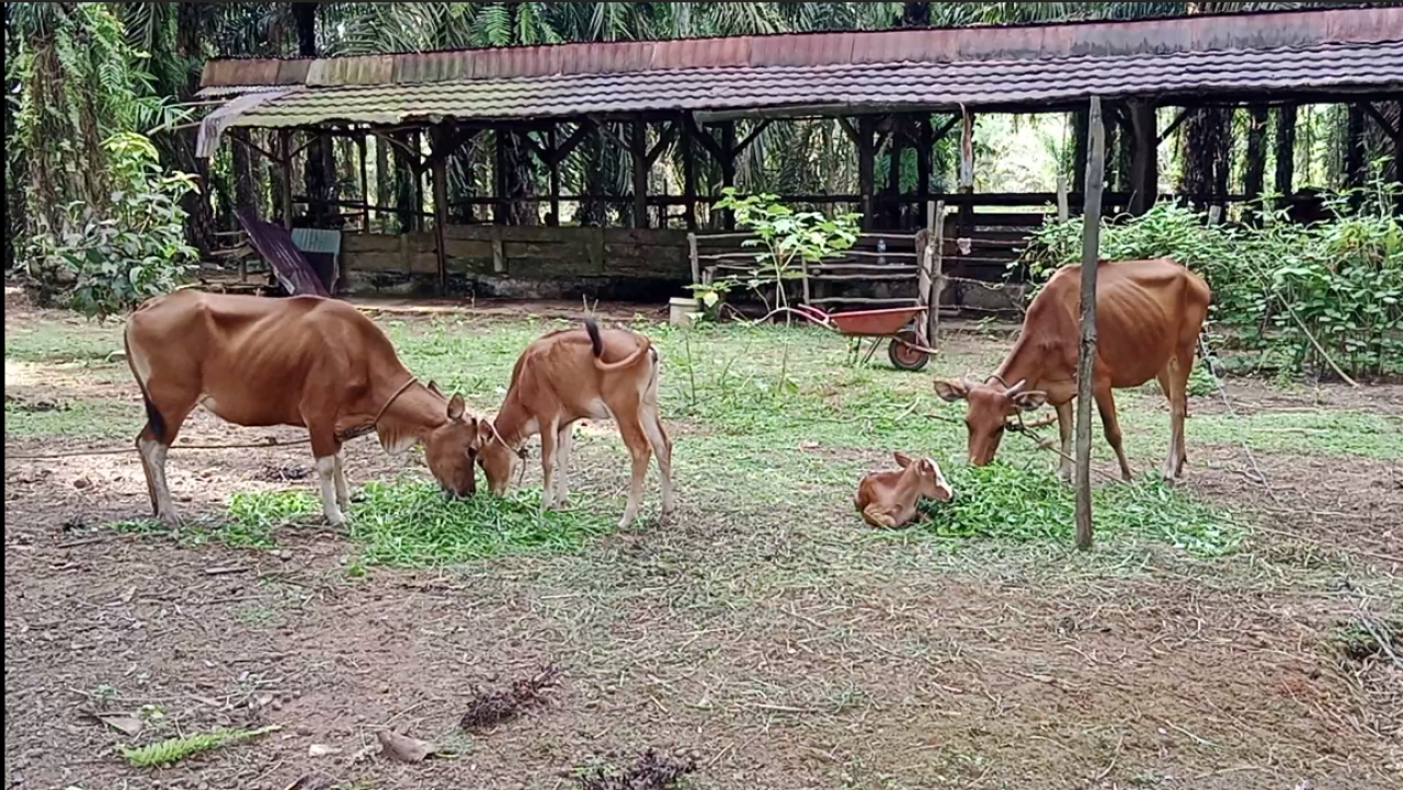 Peternakan Sapi