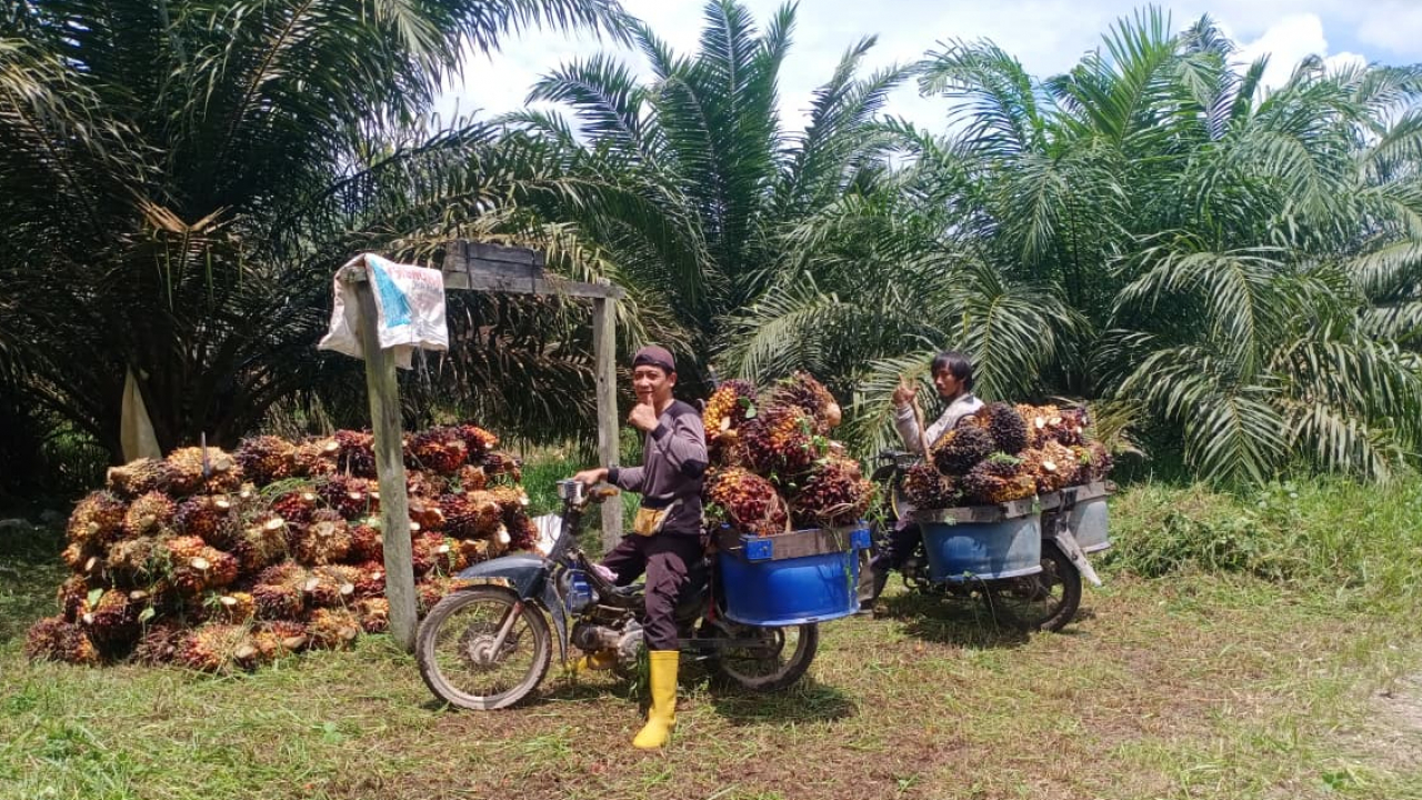 Petani kelapa sawit