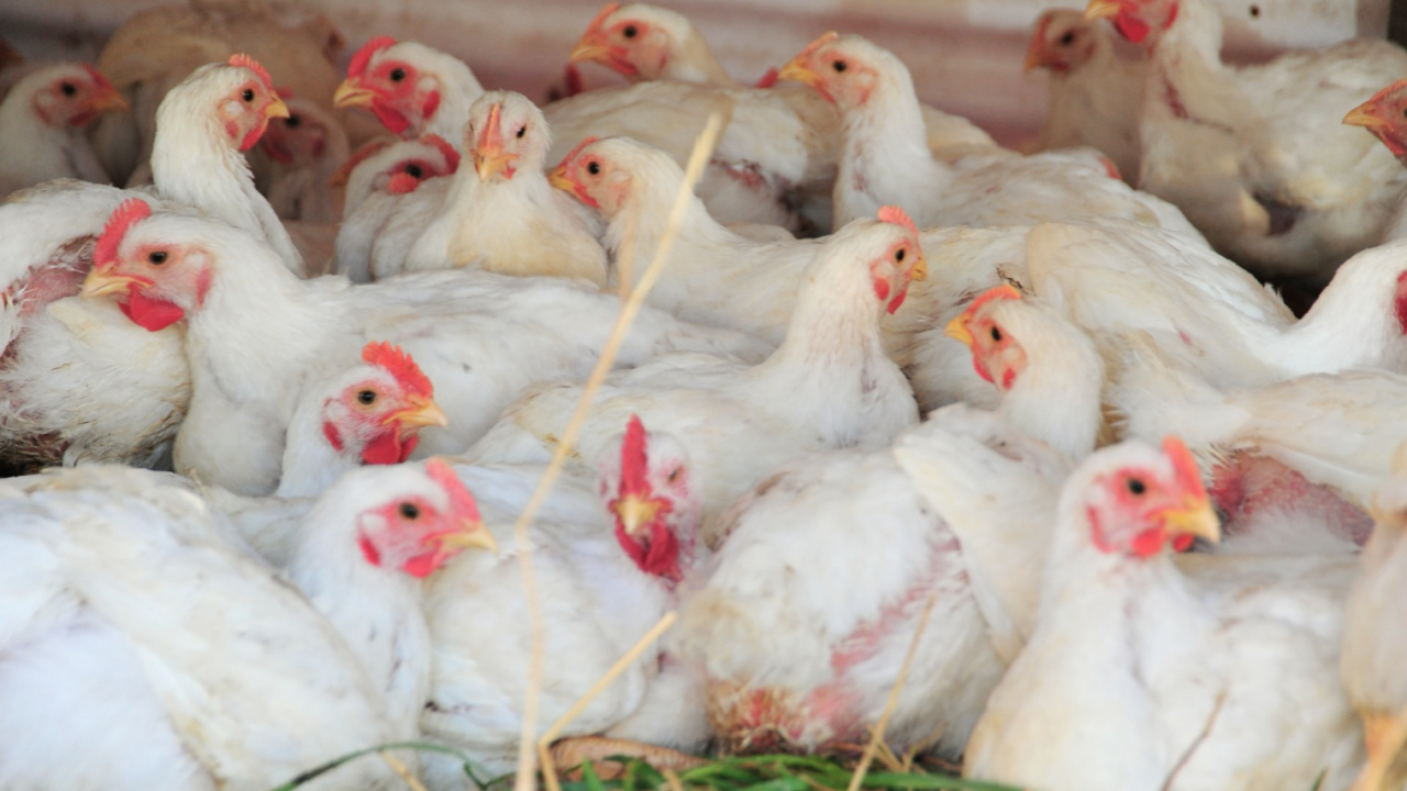 Peternakan Ayam