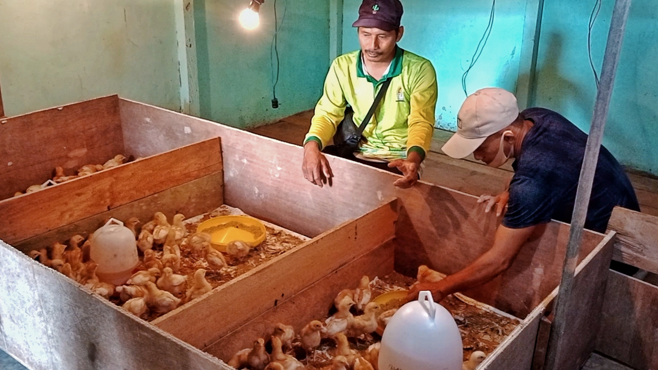 Penyediaan bibit  ayam petelur