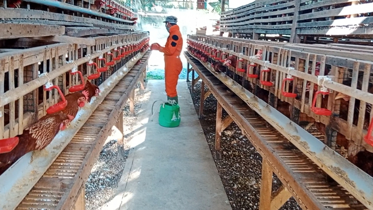 Budidaya ayam ras