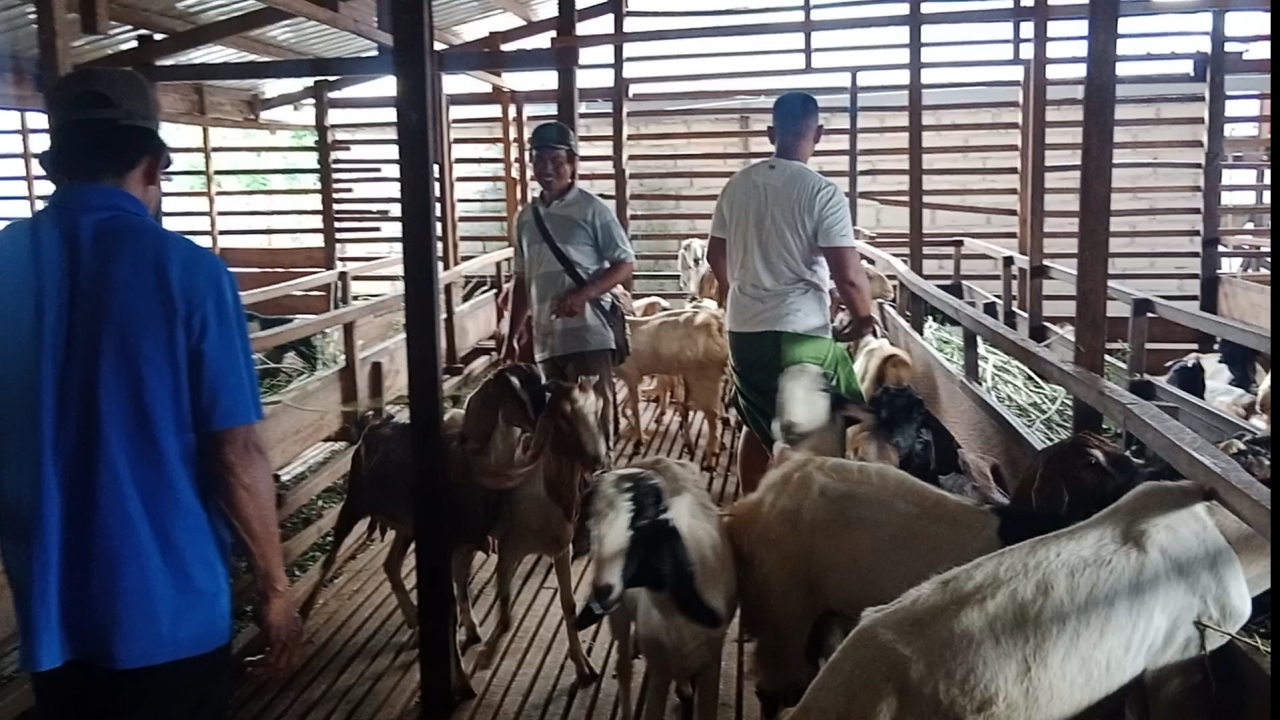 Peternakan Kambing Jawa Randu