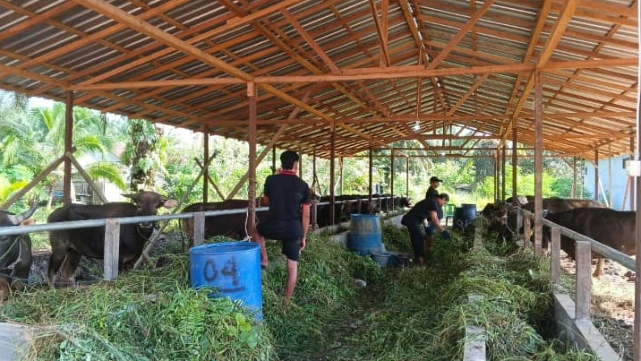 Kegiatan Penyembelihan Hewan Kurban di Hari Raya Idul Adha 1447 H
