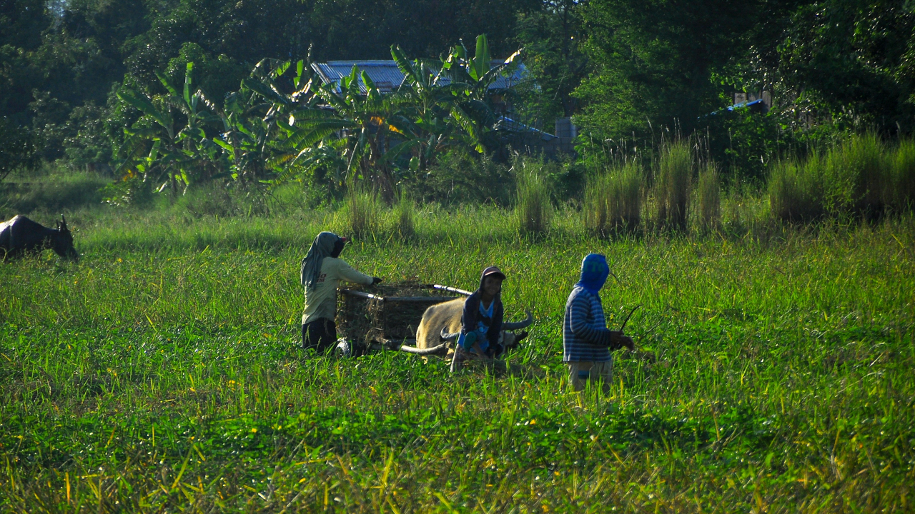 Pertanian & Perkebunan