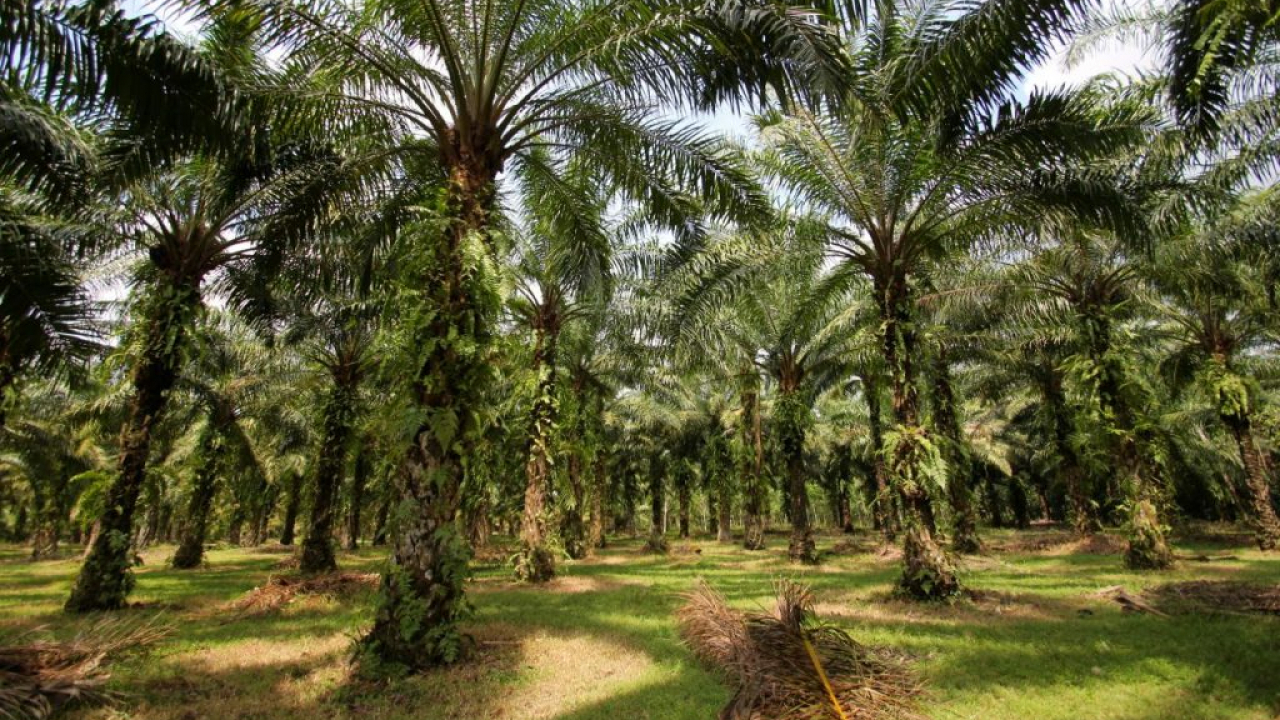 Menjelajahi Pesona Hijau: Wisata Sawit di Desa Suka Sari